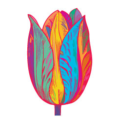 tulip