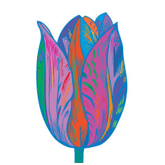 tulip