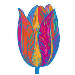 tulip