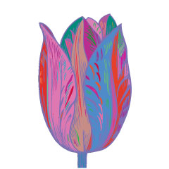 tulip