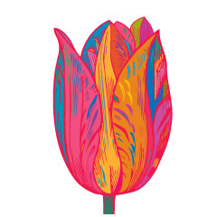 tulip